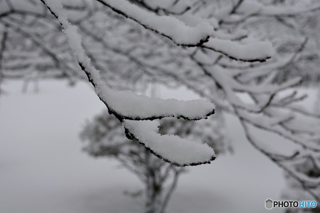 雪の花２