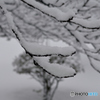 雪の花２
