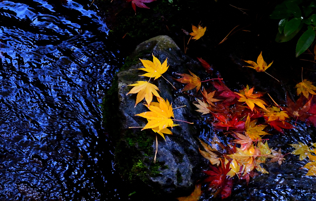 水辺の紅葉