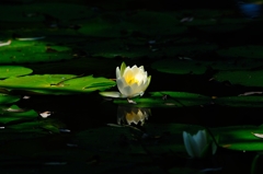 夏の光３
