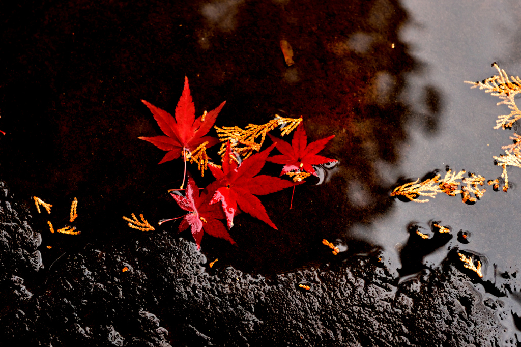 沈み死紅葉の鮮やかさ