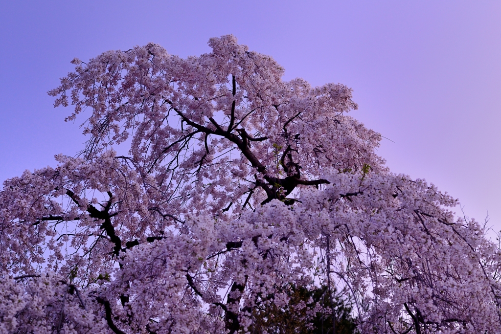 桜～明け始めた光の中で