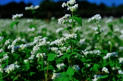 蕎麦の花