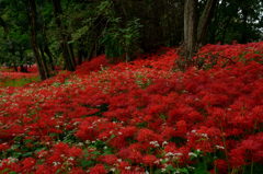 繚乱の曼珠沙華１