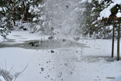 枝より落ちる雪１