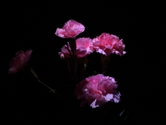 夜の顔３