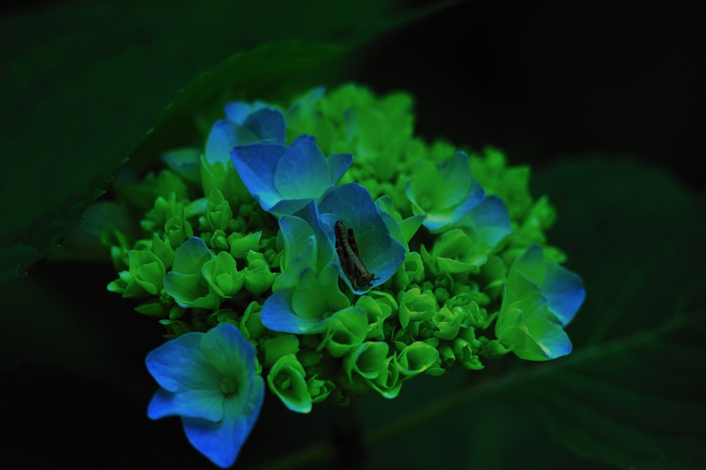 バッタさんのベッド