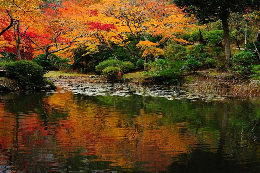 水面の紅葉