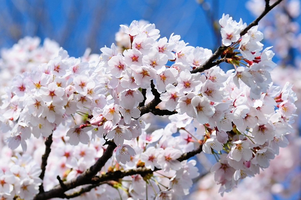 上堰潟公園の桜１