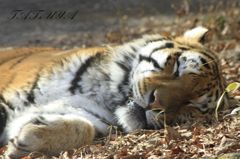 居眠り