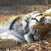 居眠り