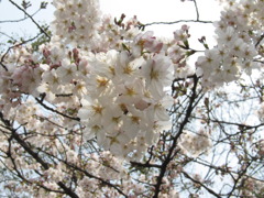 開花