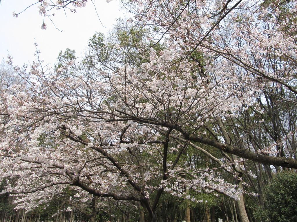 開花２