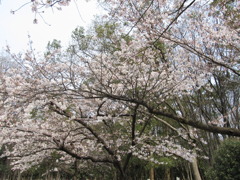 開花２