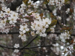 桜２