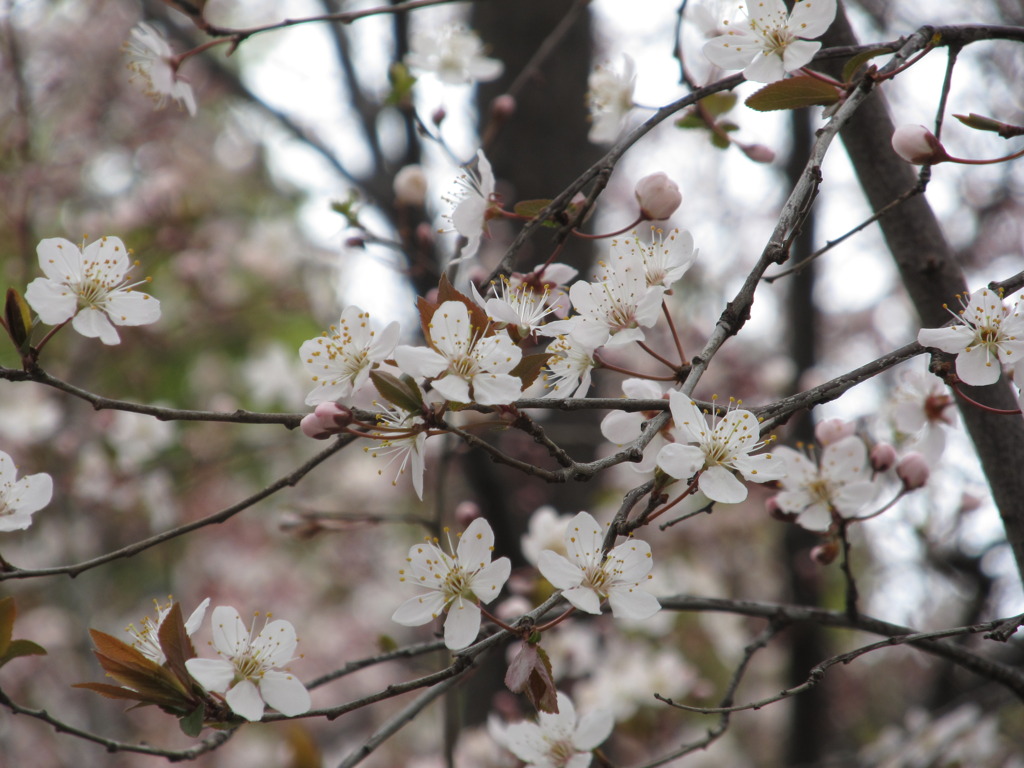 桜１