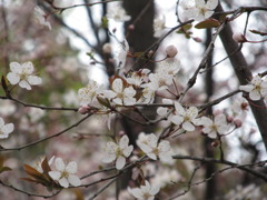 桜１