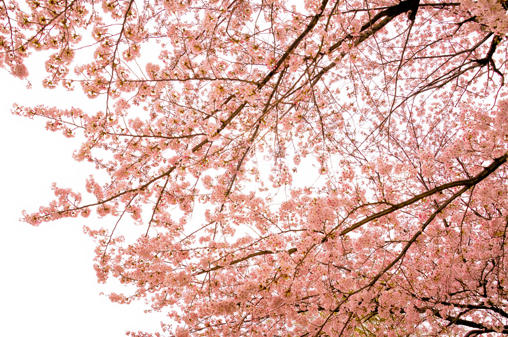 さくらはむつかしい・・・