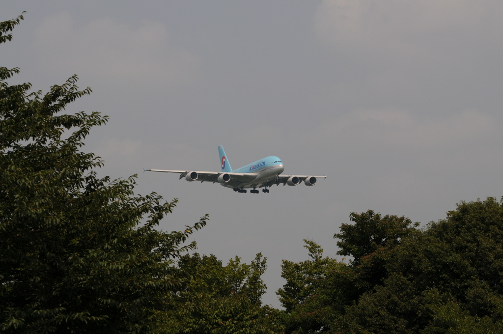 A380は大のお気に入りです。