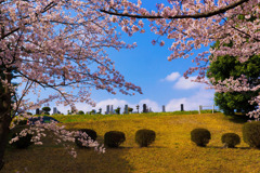 桜の季節