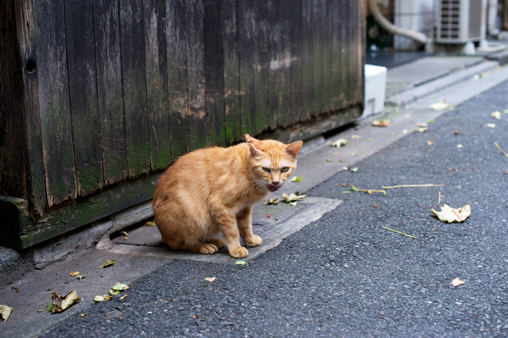 テリトリー