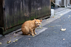 テリトリー