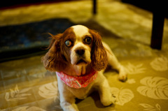 おばあちゃん犬