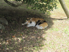 resting