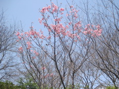 孫の成長