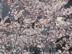 桜網