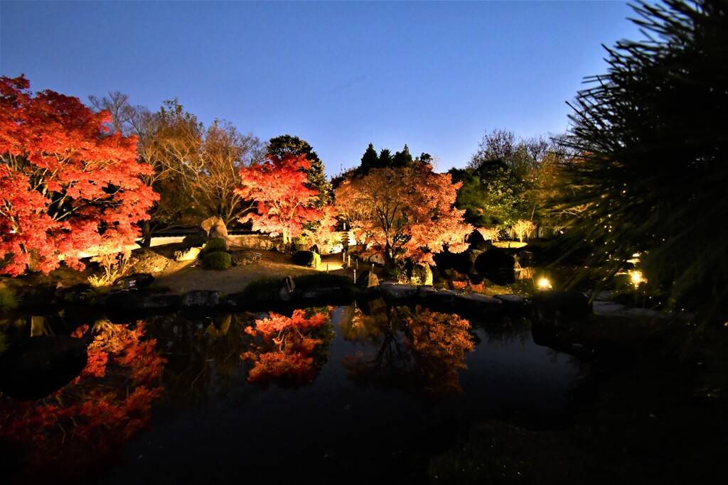 姫路・好古園の紅葉ライトアップ⑧