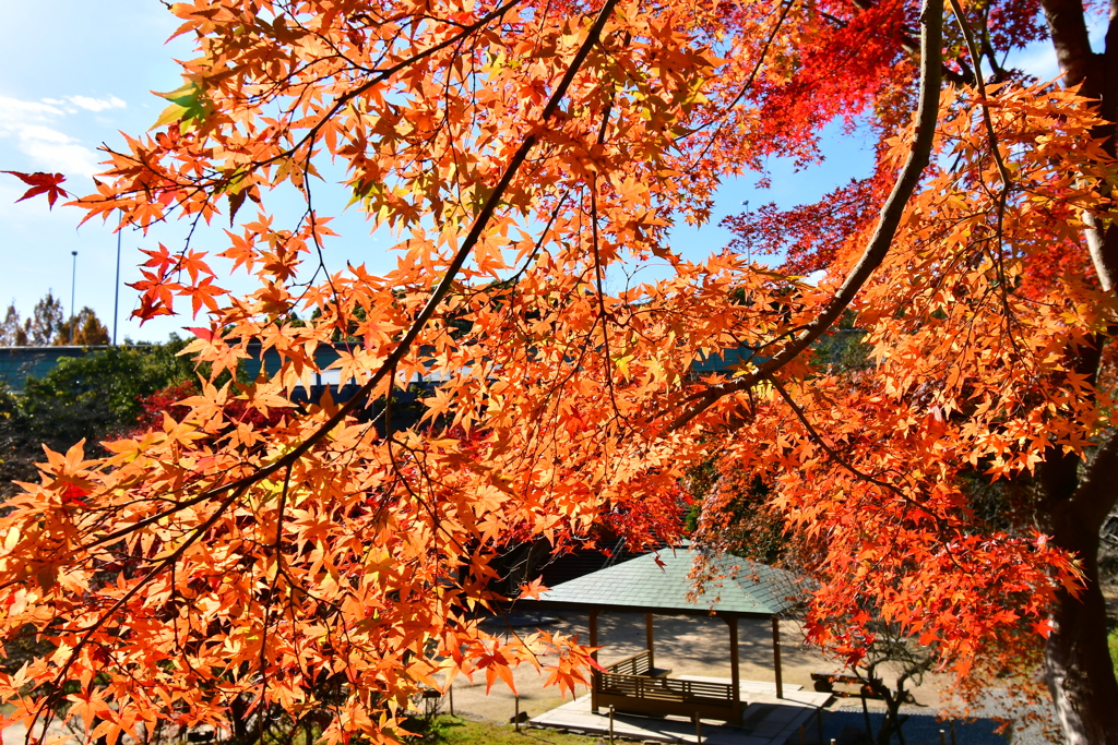 須磨離宮公園の紅葉⑤