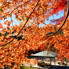 須磨離宮公園の紅葉⑤