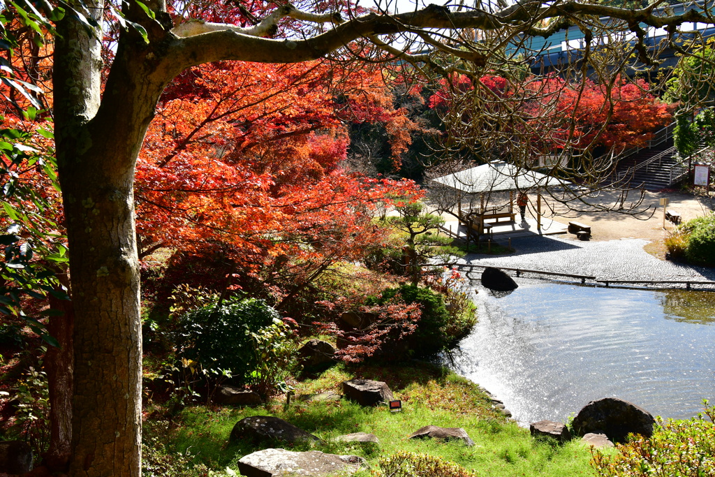 須磨離宮公園の紅葉③