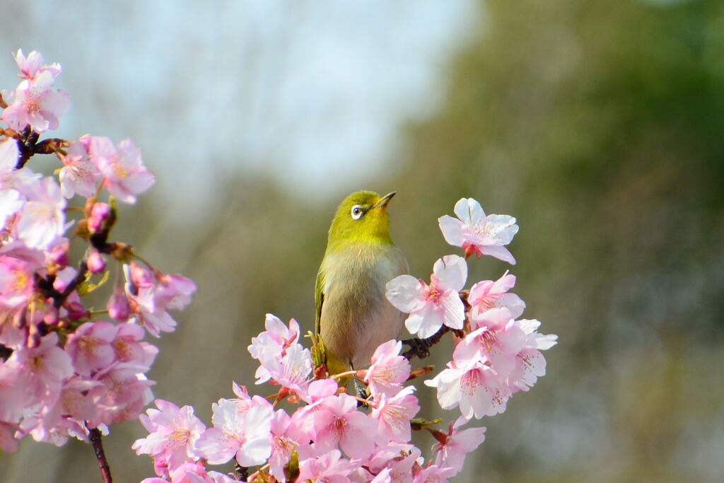 河津桜とメジロ②