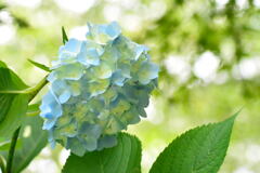 姫紫陽花①