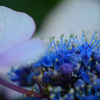 紫陽花⑧