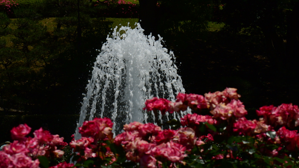 Rose Festival ③