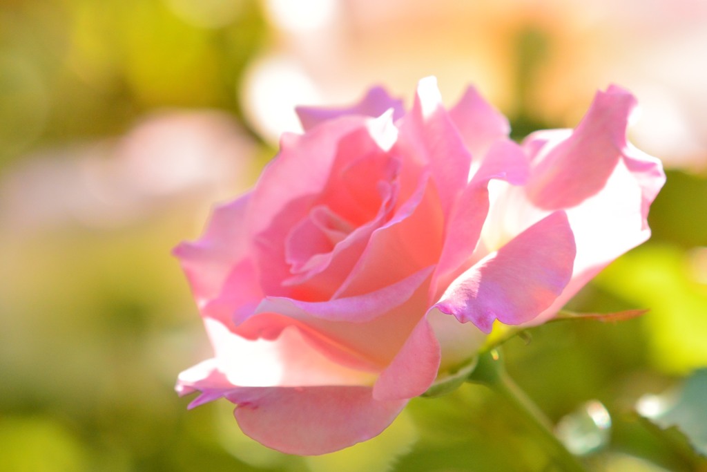 秋薔薇⑧