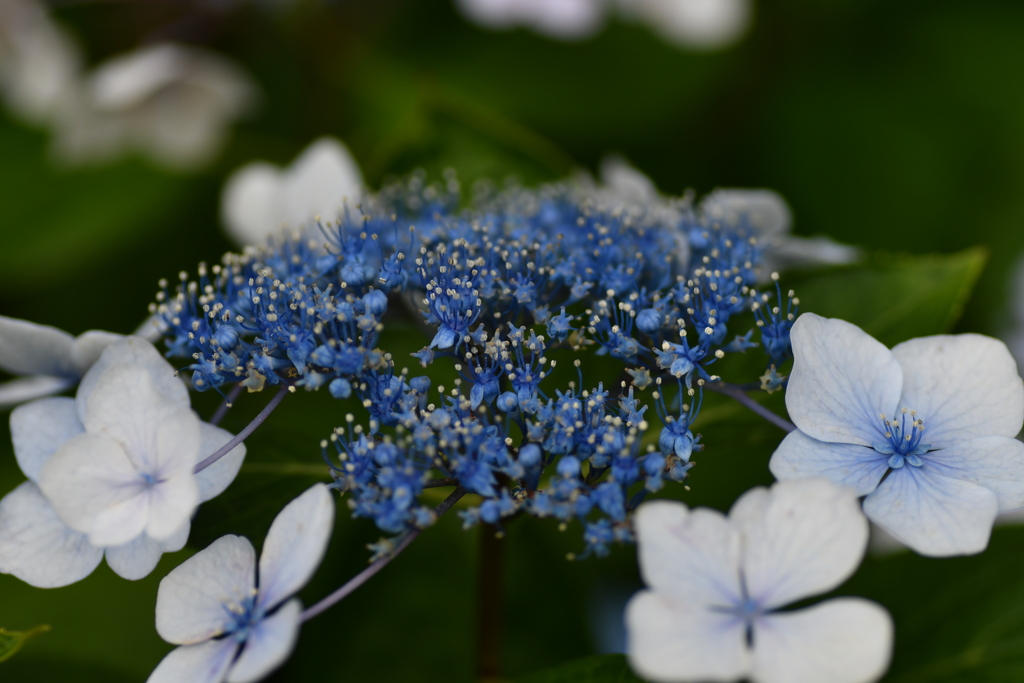 雨待ち紫陽花⑨