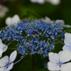 雨待ち紫陽花⑨