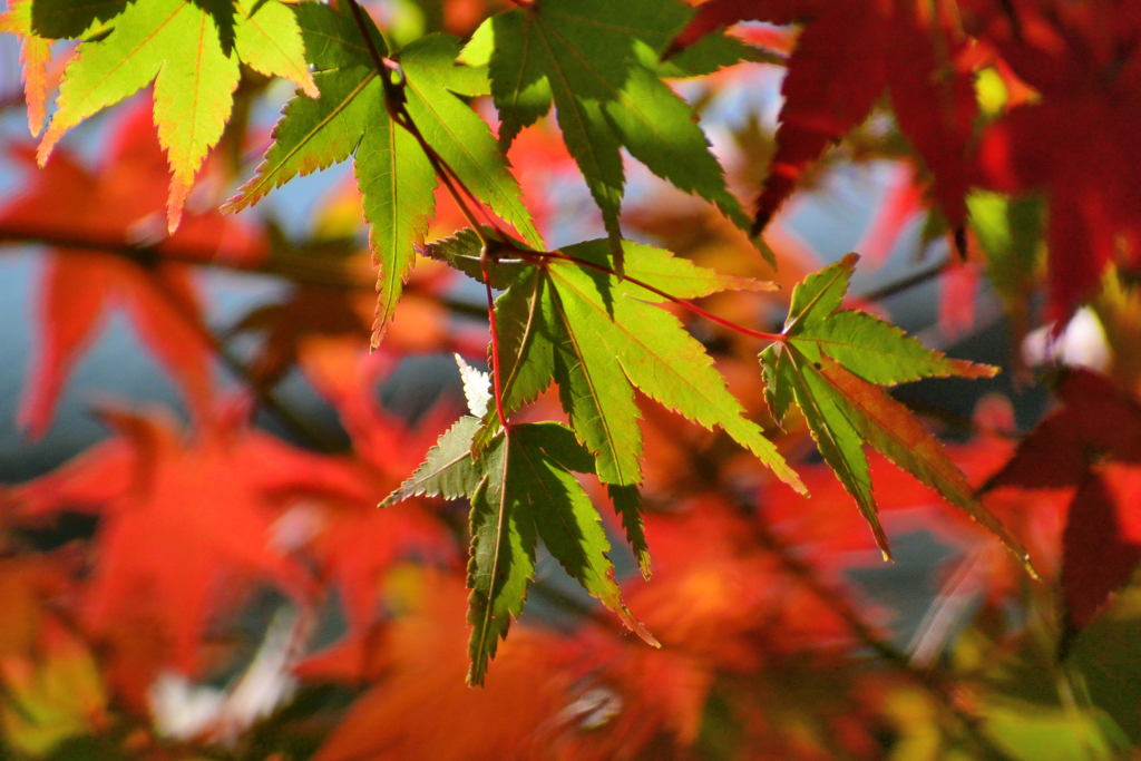 嵐山・紅葉②