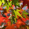 嵐山・紅葉②