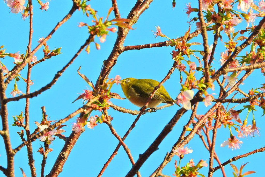 ヒマラヤザクラとメジロ⑥