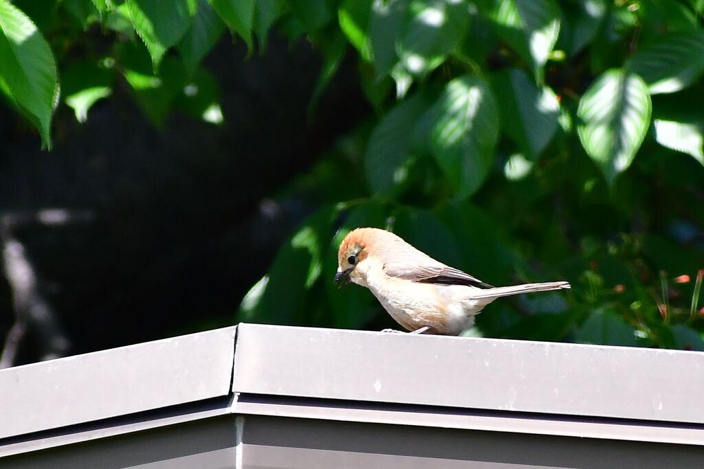 百舌鳥幼鳥①