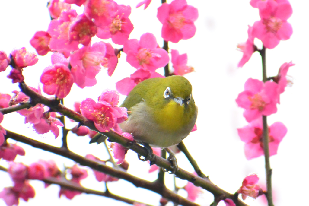 梅花とメジロ②