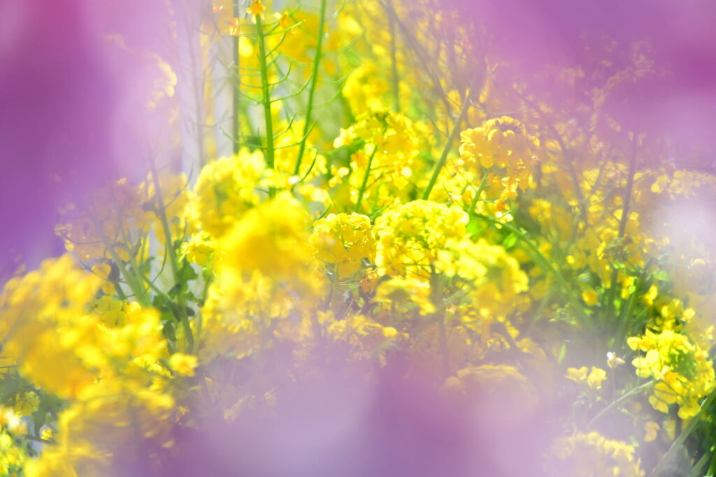 菜の花と河津桜（１０）