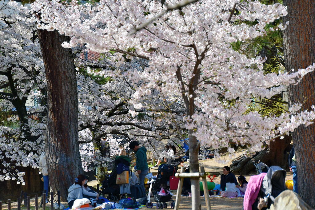 夙川公園の桜⑥