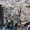 夙川公園の桜⑥