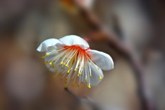 早咲き白梅①